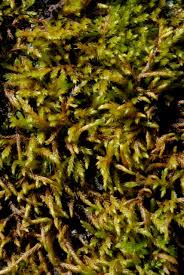 Attēlu rezultāti vaicājumam “Pterigynandrum filiforme”