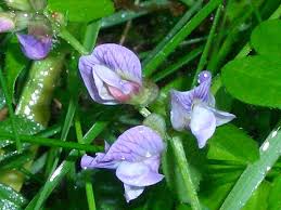 Attēlu rezultāti vaicājumam “Vicia sepium flower”