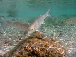 Image result for Liza aurata