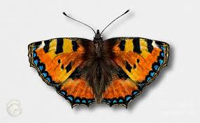 Attēlu rezultāti vaicājumam “Aglais urticae”