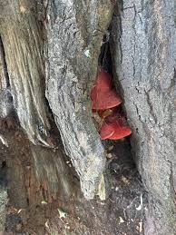 Attēlu rezultāti vaicājumam “Phellinus nigrolimitatus”