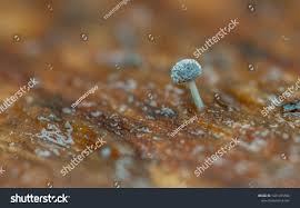 Attēlu rezultāti vaicājumam “Didymium squamulosum”