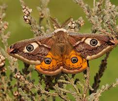 Attēlu rezultāti vaicājumam “Saturniidae”