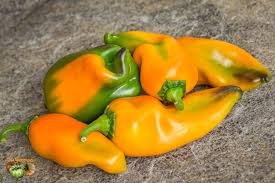 Afbeeldingsresultaat voor marconi golden sweet pepper