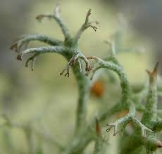 Attēlu rezultāti vaicājumam “Cladonia ciliata”