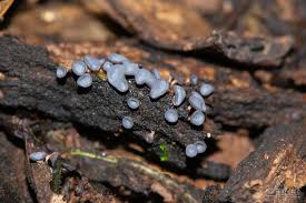 Attēlu rezultāti vaicājumam “Diderma hemisphaericum”