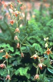 Attēlu rezultāti vaicājumam “Epirranthis diversata upperside”