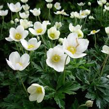 Attēlu rezultāti vaicājumam “Anemone sylvestris fruit”