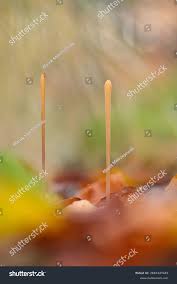 Attēlu rezultāti vaicājumam “Typhula erythropus”