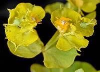 Attēlu rezultāti vaicājumam “Euphorbia virgata leaf”