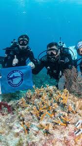 Image result for Southdown Divers