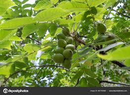 Attēlu rezultāti vaicājumam “Juglans mandshurica”