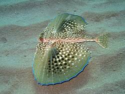 Image result for Dactylopterus volitans