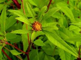 Attēlu rezultāti vaicājumam “Bidens frondosa leaf”