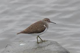 Attēlu rezultāti vaicājumam “Actitis hypoleucos”