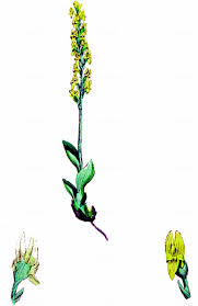 Attēlu rezultāti vaicājumam “Hammarbya paludosa leaf”