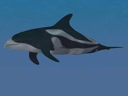 Image result for Lagenorhynchus albirostris