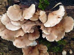 Attēlu rezultāti vaicājumam “Physarum auriscalpium”