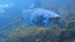 Image result for Ictalurus punctatus