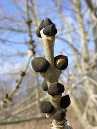 Attēlu rezultāti vaicājumam “Fraxinus excelsior bud”