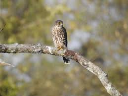 Image result for Falco columbarius