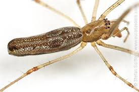 Attēlu rezultāti vaicājumam “Tetragnatha montana”