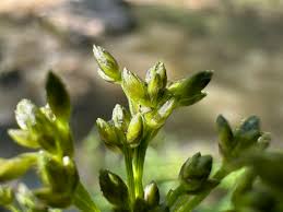 Attēlu rezultāti vaicājumam “Scirpus sylvaticus bud”