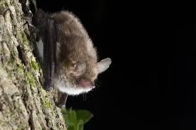 Attēlu rezultāti vaicājumam “Myotis nattereri”