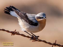 Attēlu rezultāti vaicājumam “Oenanthe oenanthe male”
