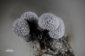 Attēlu rezultāti vaicājumam “Badhamia capsulifera var. arborea macro”