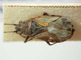 Attēlu rezultāti vaicājumam “Nithecus jacobaeae”