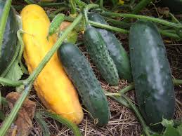 Image result for Gurke