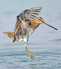 Image result for Gallinago gallinago