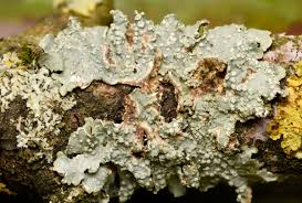 Attēlu rezultāti vaicājumam “Punctelia subrudecta”