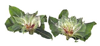 Attēlu rezultāti vaicājumam “Rabdophaga degeeri”