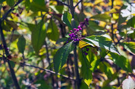Attēlu rezultāti vaicājumam “Malus purpurea leaf”