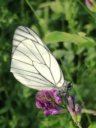 Attēlu rezultāti vaicājumam “Aporia crataegi pupa”