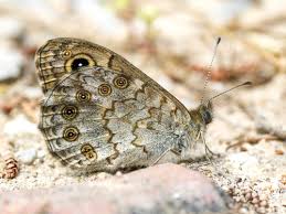 Attēlu rezultāti vaicājumam “Lasiommata megera female”