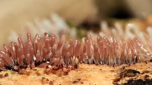 Attēlu rezultāti vaicājumam “Stemonitopsis typhina stalked”