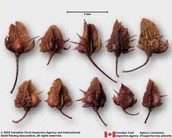 Attēlu rezultāti vaicājumam “Rumex obtusifolius fruit”