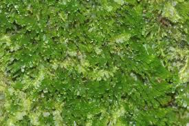 Attēlu rezultāti vaicājumam “Riccardia palmata”