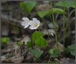 Attēlu rezultāti vaicājumam “Oxalis acetosella leaf”