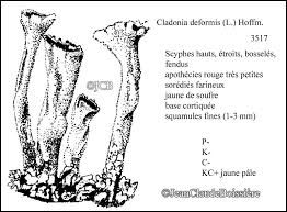 Attēlu rezultāti vaicājumam “Cladonia deformis”
