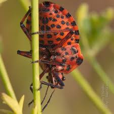 Attēlu rezultāti vaicājumam “Graphosoma lineatum imago”