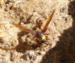 Attēlu rezultāti vaicājumam “Eumenidae”