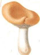 Attēlu rezultāti vaicājumam “Hydnum repandum”