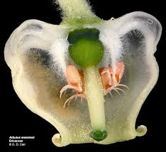 Attēlu rezultāti vaicājumam “Ericaceae”