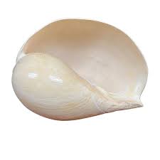 Attēlu rezultāti vaicājumam “Meloe sp. imago”