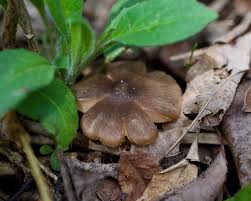 Attēlu rezultāti vaicājumam “Entoloma vernum”