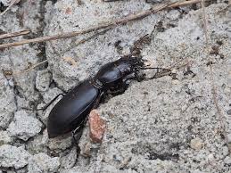 Attēlu rezultāti vaicājumam “Broscus cephalotes”